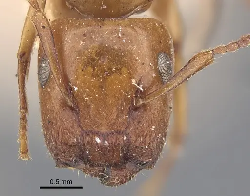 Colobopsis sommeri - CASENT0917862