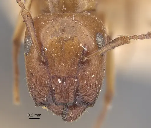 Colobopsis sommeri - CASENT0917862