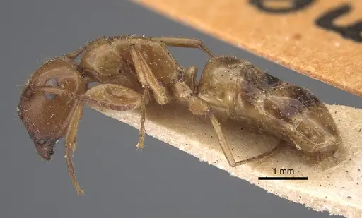 Colobopsis sommeri - CASENT0917862