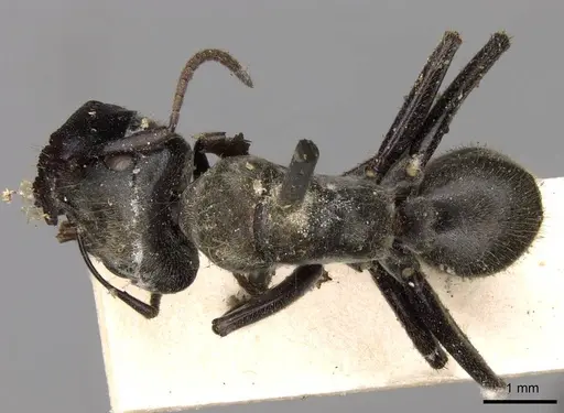 Colobopsis stricta specimen