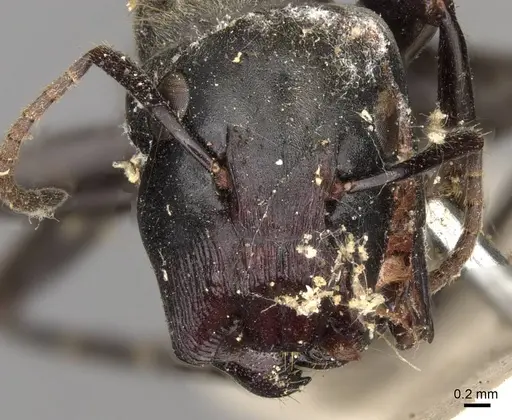 Colobopsis stricta specimen