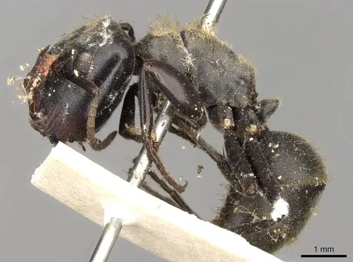 Colobopsis stricta specimen