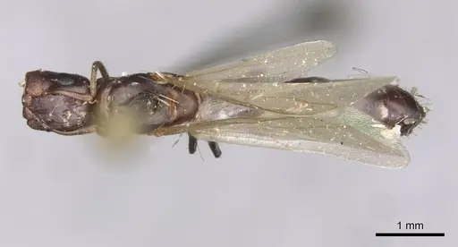 Colobopsis taivanae specimen