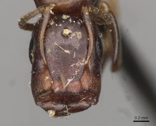 Colobopsis taivanae specimen