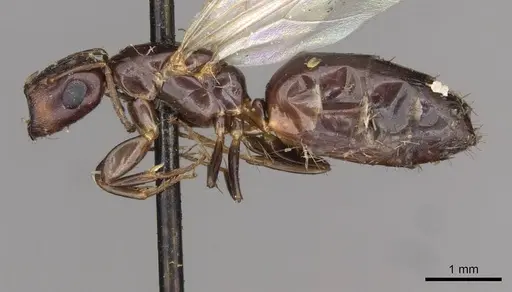 Colobopsis taivanae specimen