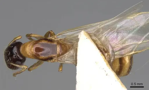Colobopsis tricolor specimen