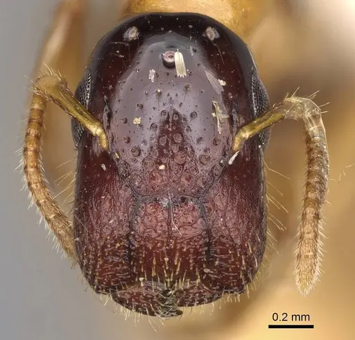 Colobopsis tricolor specimen
