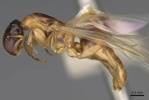 Colobopsis tricolor specimen