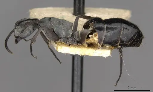 Colobopsis tritschleri specimen