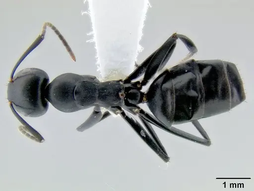 Colobopsis vitiensis specimen