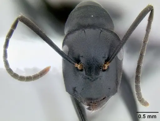 Colobopsis vitiensis specimen