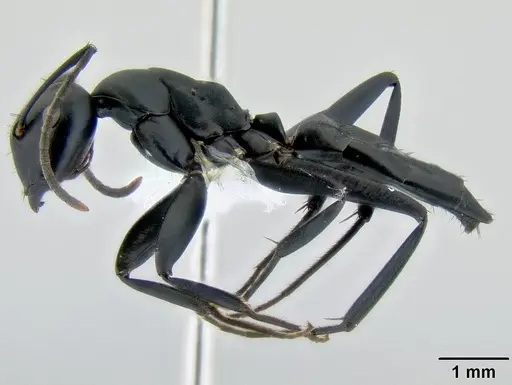 Colobopsis vitiensis specimen