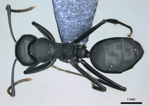 Colobopsis vitiensis - CASENT0181531