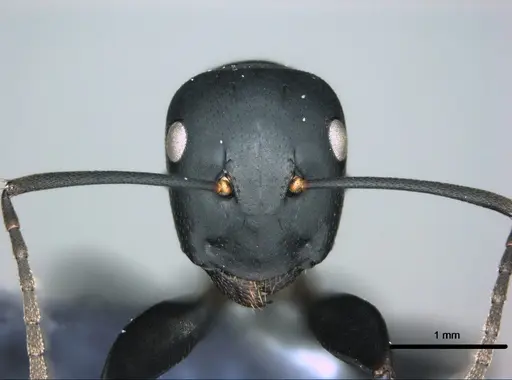 Colobopsis vitiensis - CASENT0181531