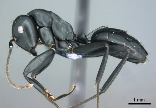 Colobopsis vitiensis - CASENT0181531