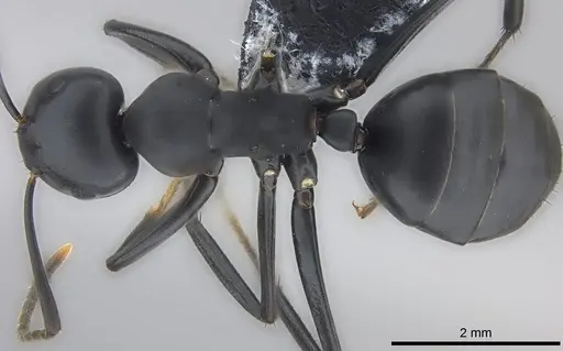 Colobopsis vitiensis - CASENT0186859