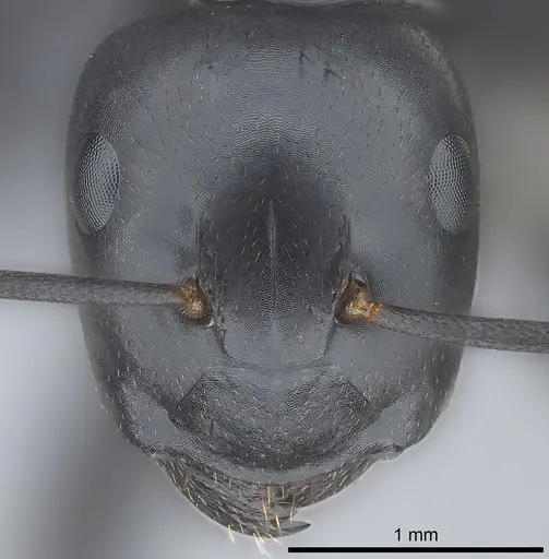 Colobopsis vitiensis - CASENT0186859