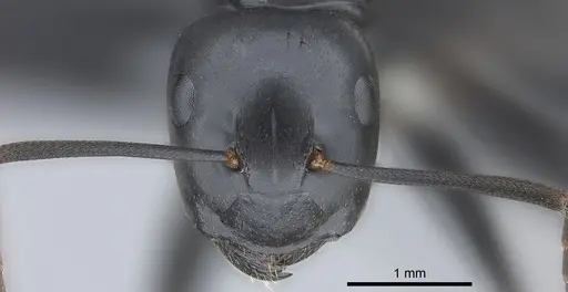 Colobopsis vitiensis - CASENT0186859