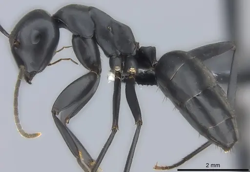 Colobopsis vitiensis - CASENT0186859