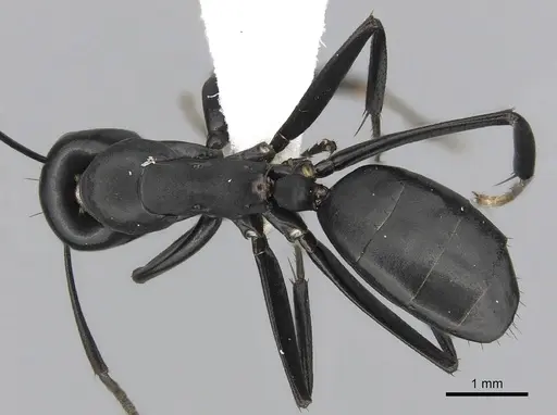 Colobopsis vitiensis - CASENT0280250