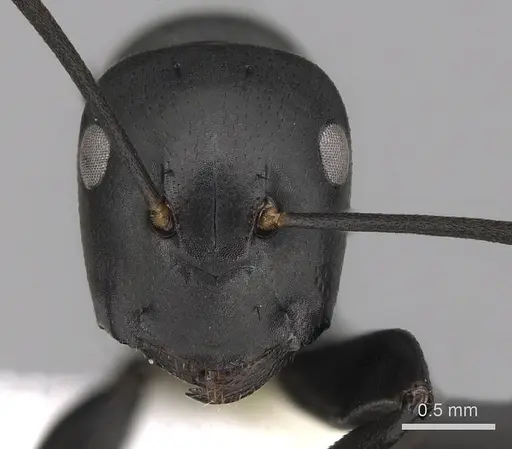 Colobopsis vitiensis - CASENT0280250