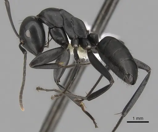 Colobopsis vitiensis - CASENT0280250