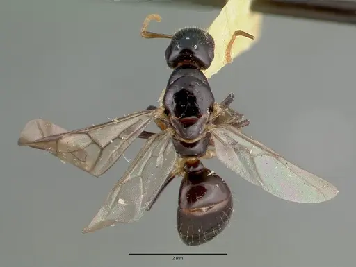 Colobopsis wildae specimen