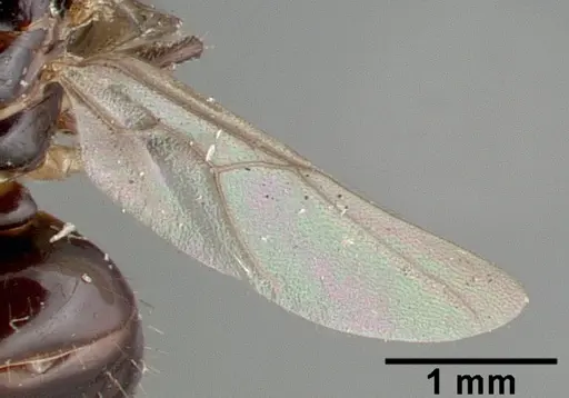 Colobopsis wildae specimen