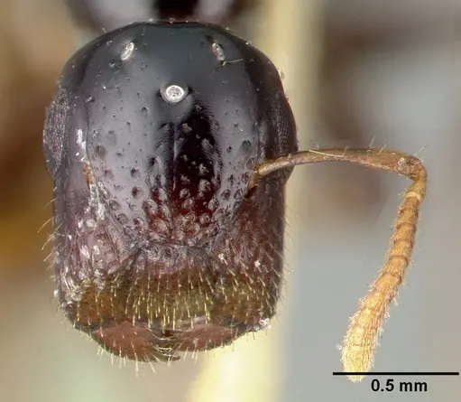 Colobopsis wildae specimen