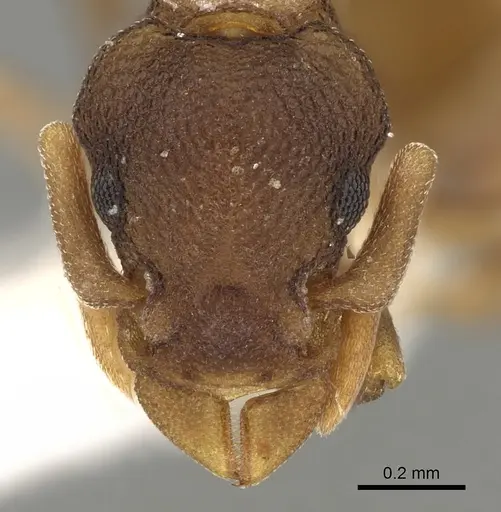 Colobostruma alinodis specimen