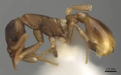 Colobostruma alinodis specimen