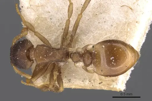 Colobostruma alinodis - CASENT0909350