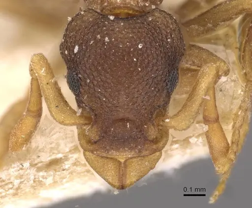 Colobostruma alinodis - CASENT0909350