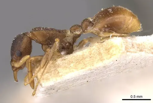 Colobostruma alinodis - CASENT0909350