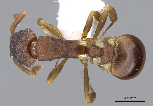 Colobostruma alinodis - CASENT0914662