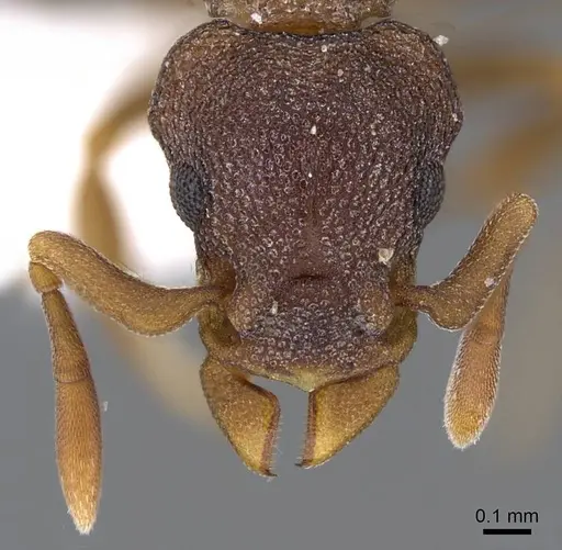 Colobostruma alinodis - CASENT0914662