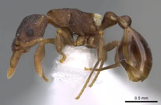 Colobostruma alinodis - CASENT0914662