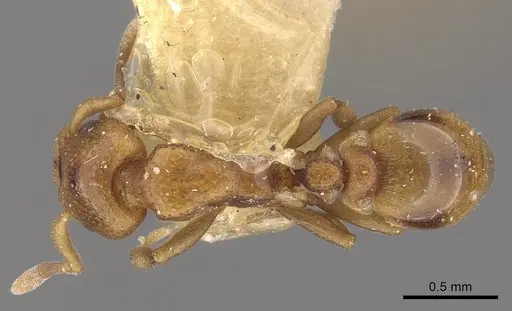 Colobostruma australis specimen