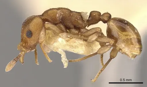 Colobostruma australis specimen