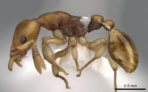 Colobostruma australis - CASENT0914663