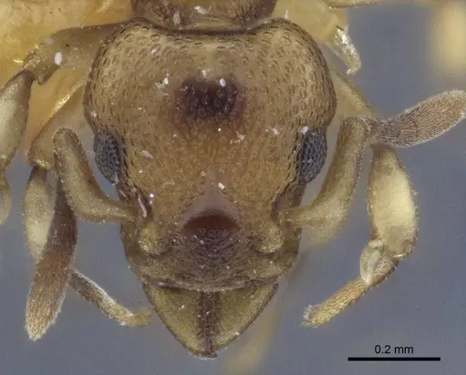 Colobostruma australis - CASENT0916656