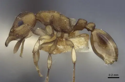 Colobostruma australis - CASENT0916656