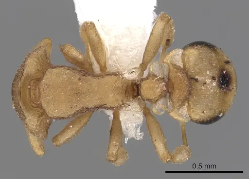 Colobostruma australis - JTLC000008574