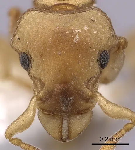 Colobostruma australis - JTLC000008574