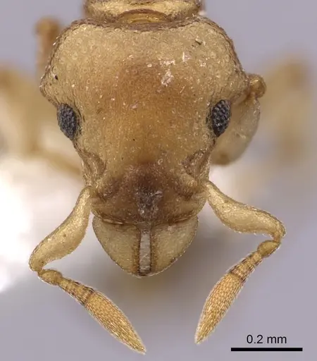 Colobostruma australis - JTLC000008574