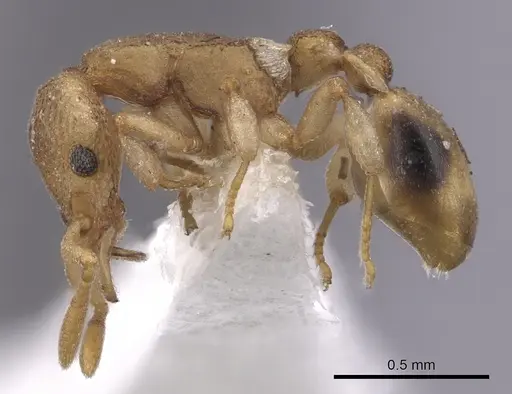 Colobostruma australis - JTLC000008574