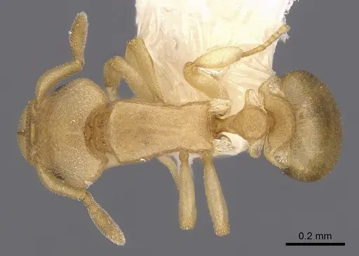 Colobostruma biconvexa specimen