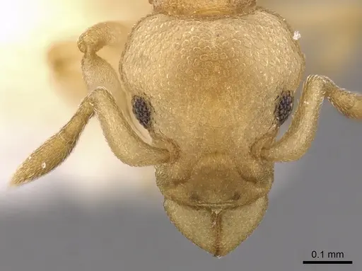 Colobostruma biconvexa specimen