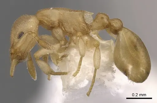 Colobostruma biconvexa specimen
