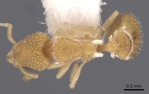 Colobostruma cerornata specimen